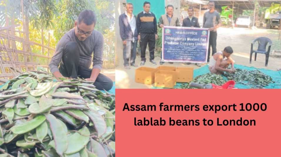 Assam Farmers Export 1000 Lablab Beans To London