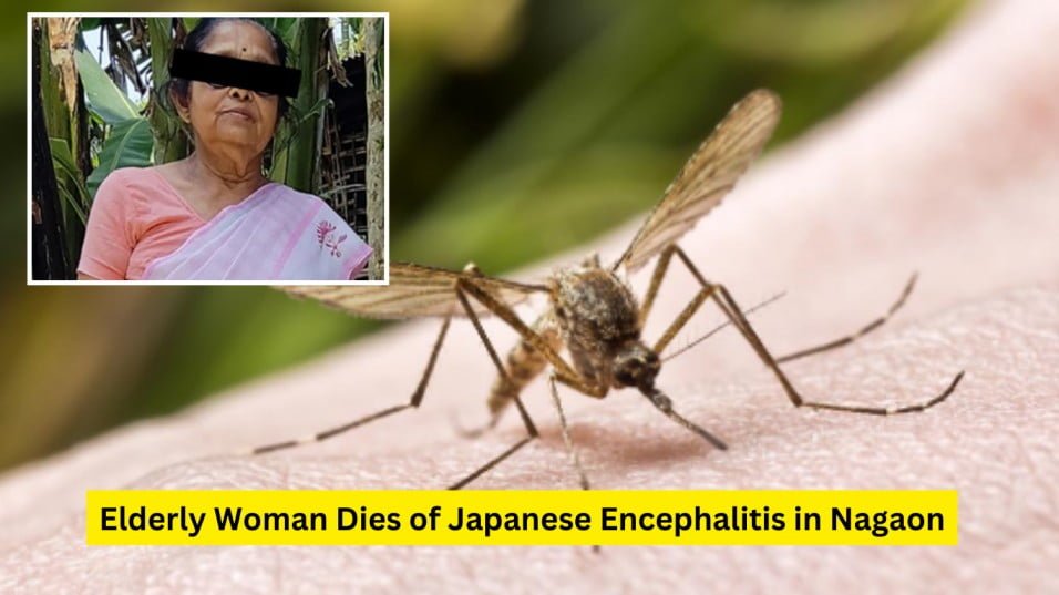 Assam Japanese Encephalitis