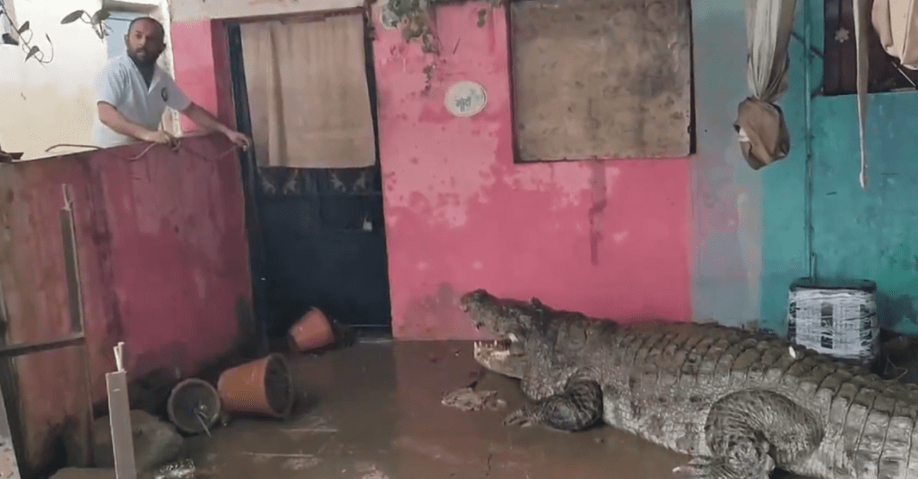 Gujarat Flood