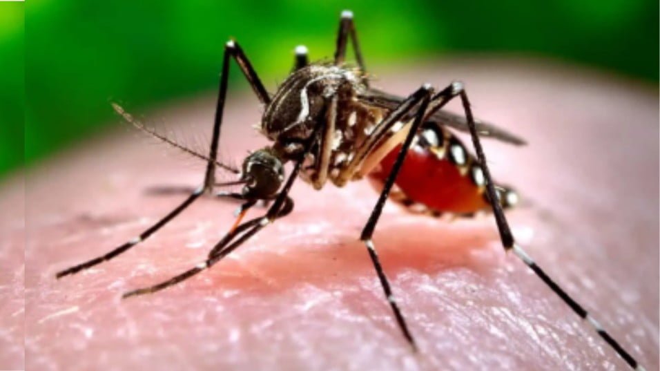 Assam Dengue Cases