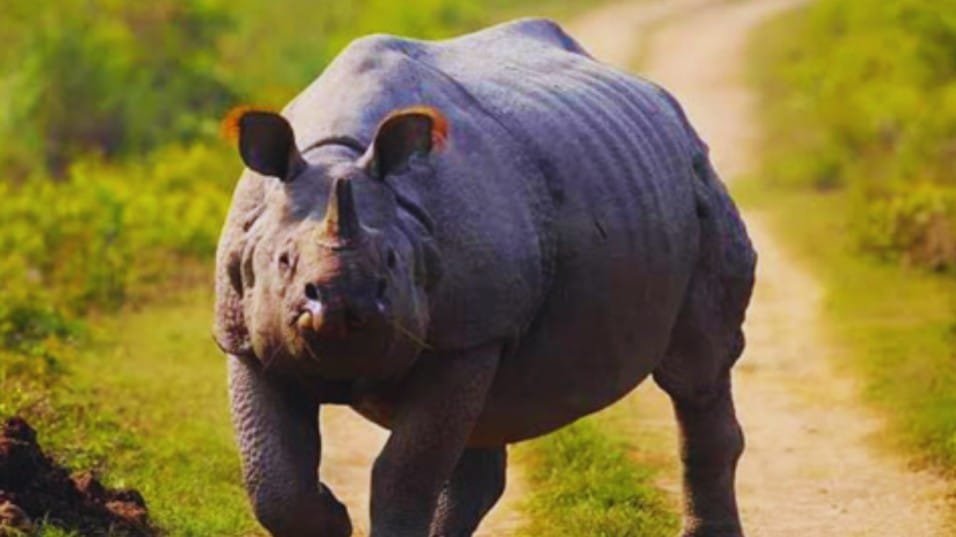 Assam Rhino Attack