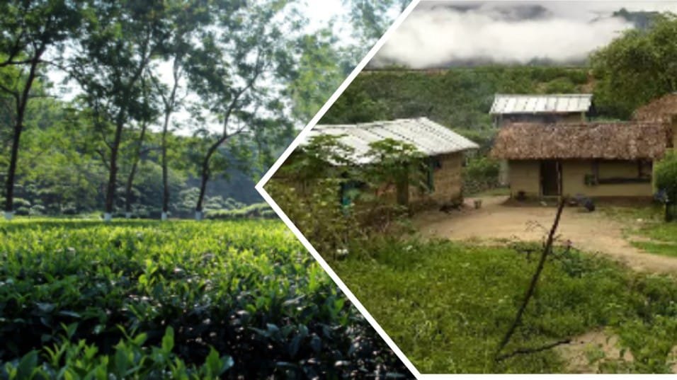Assam Tea Garden Lands