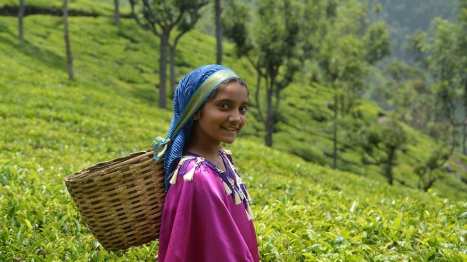 Assam tea garden