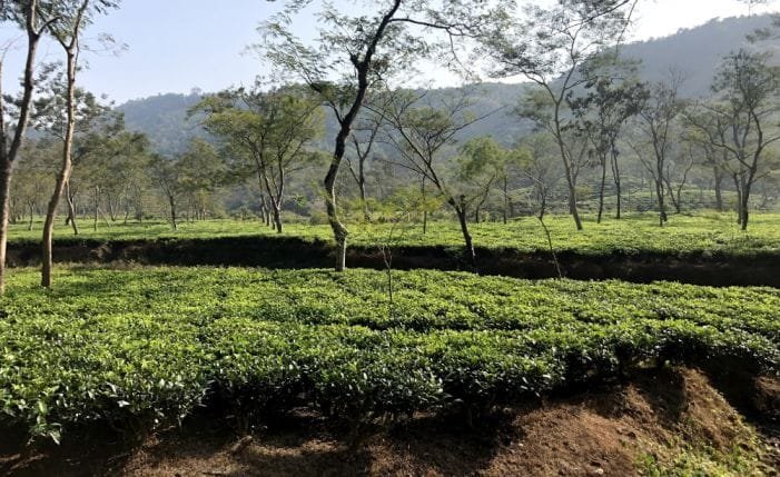 Silchar Picnic spot- Silcoorie Tea Garden