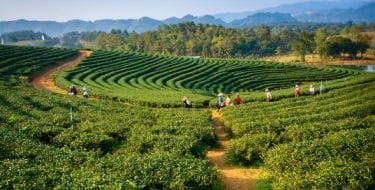 Assam travel