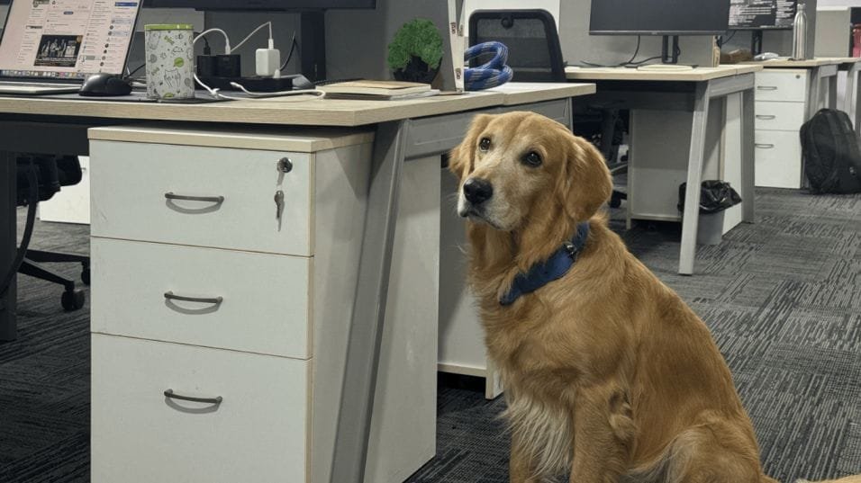 dog as Chief Happiness Officer