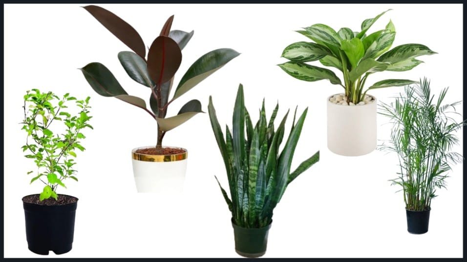 Indoor Plants
