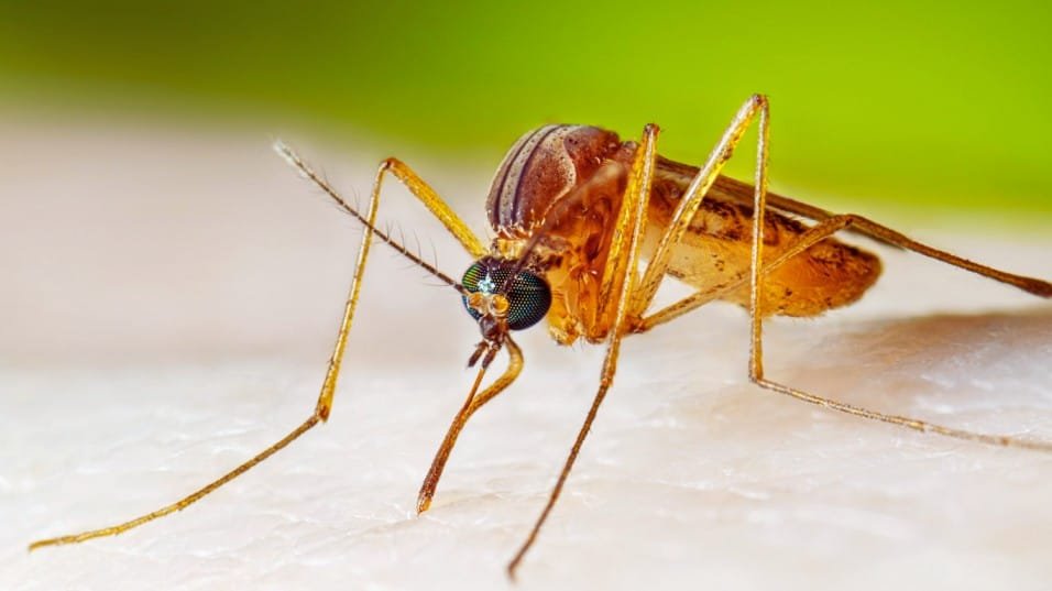 Japanese Encephalitis in Assam