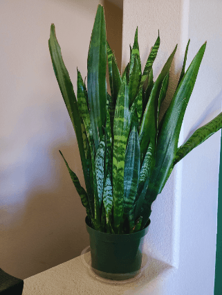 Indoor Plants