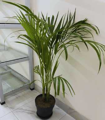 Indoor Plants