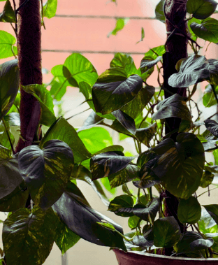 Indoor Plants