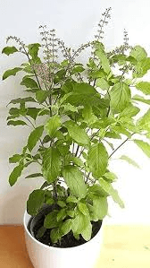 Indoor Plants