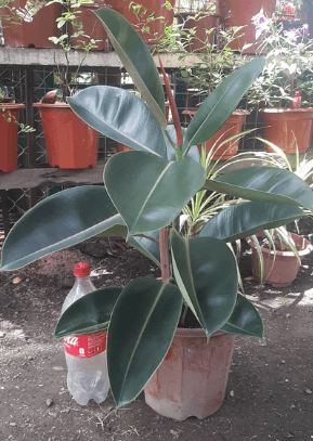 Indoor Plants