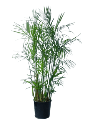 Indoor Plants