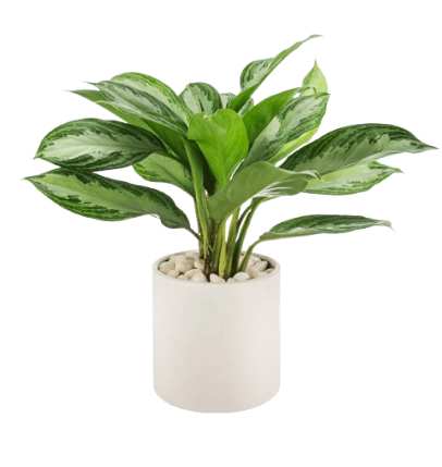 Indoor Plants