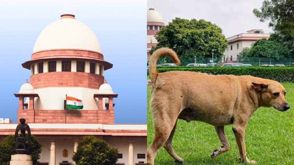 SC Order on Stray Dogs