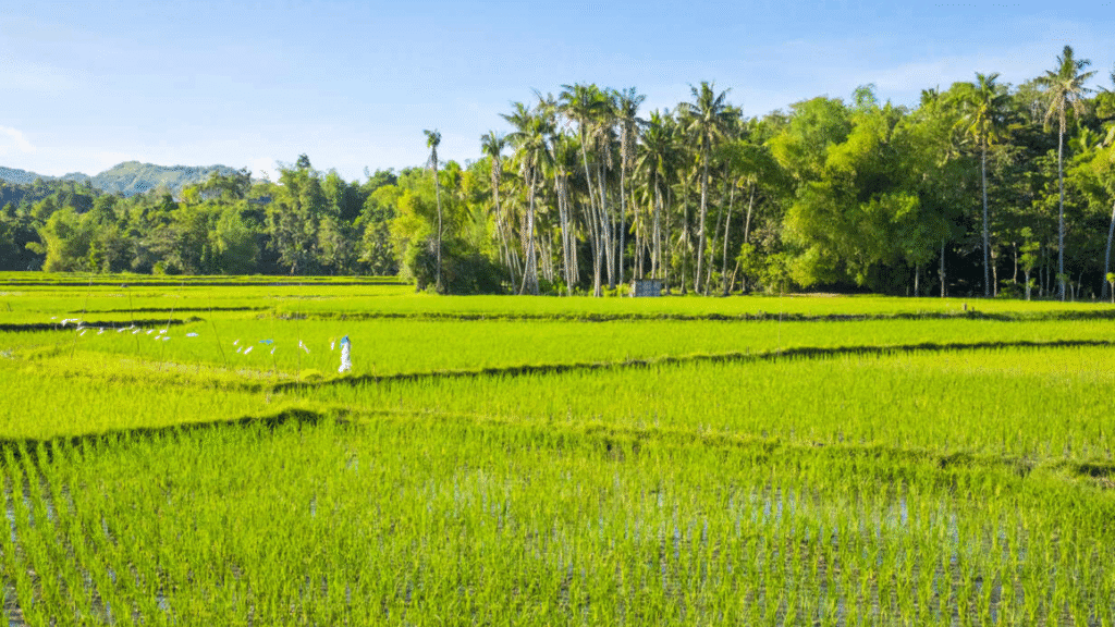 Marathwada Farmer Suicide
