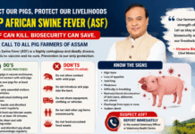 ASF Alert in Assam: Govt Issues Urgent Advisory to Protect Pig Farmers