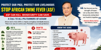 ASF Alert in Assam: Govt Issues Urgent Advisory to Protect Pig Farmers